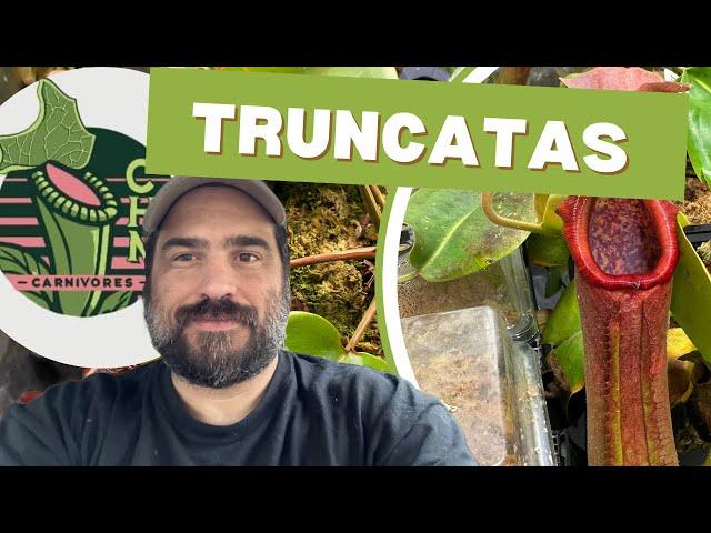 Huge Nepenthes Truncata Update And Carnivorous Plant Tour!