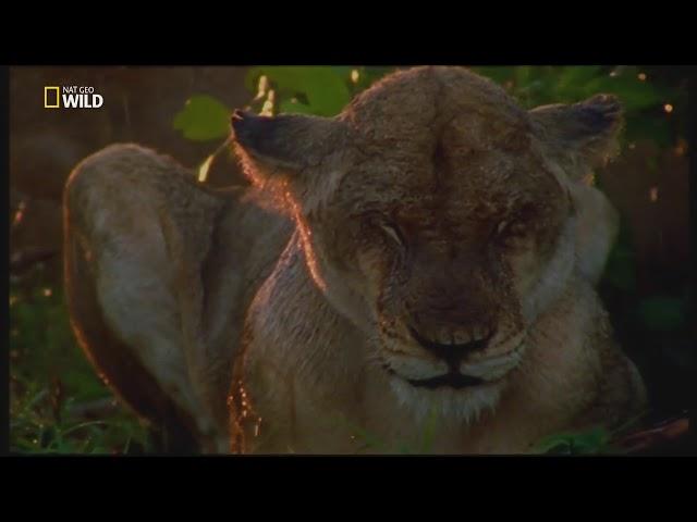 Sırtlan Kraliçe - Nat Geo Wild - Türkçe Belgesel İzle