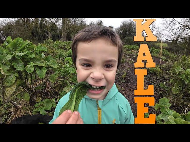 Perennial Kale Maintenance