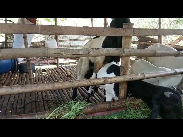 Kambing kawin