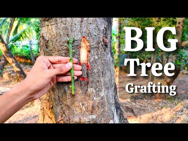 BIG MANGO TREE GRAFTING | How to graft on mango big tree | mango grafting techniques