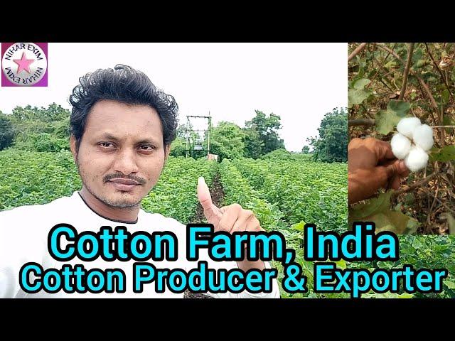 Cotton fields in India ll NIHAR EXIM ll Global Export ll