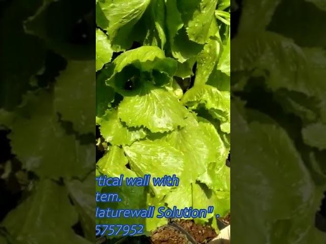 Leafy Green Lettuce on Vertical wall with auto Dripping system