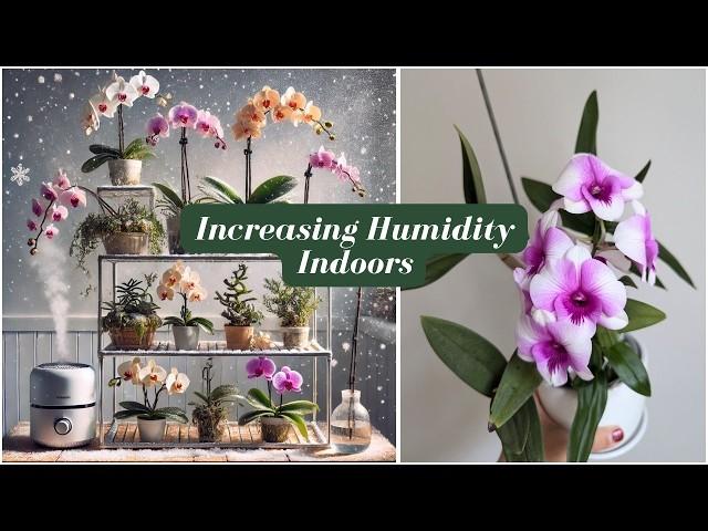 5 Humidity Solutions for Orchids & Hoyas: Keep Your Plants Lush & Healthy!