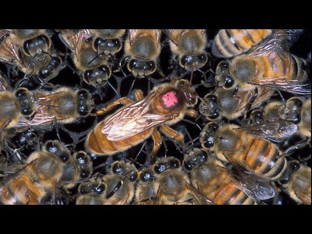 All about Queen bees