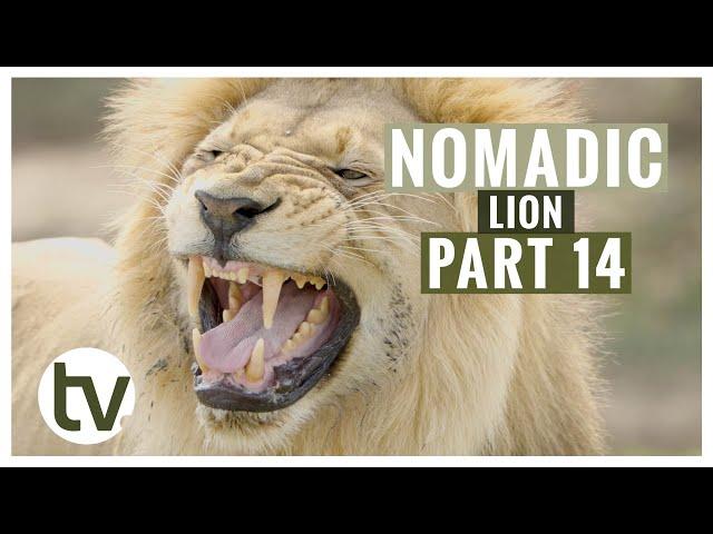 Stunning NEW Footage of the NOMADIC LION