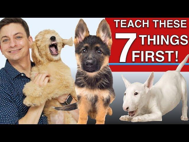 How to Teach The First 7 Things To Your Dog: Sit, Leave it, Come, Leash walking, Name...)