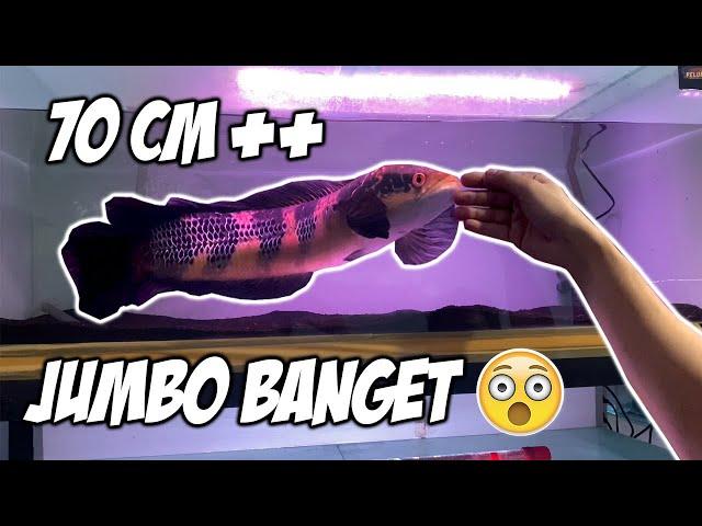 NGERI! REVIEW CHANA RED MARU JUMBO HASIL DARI MANCING