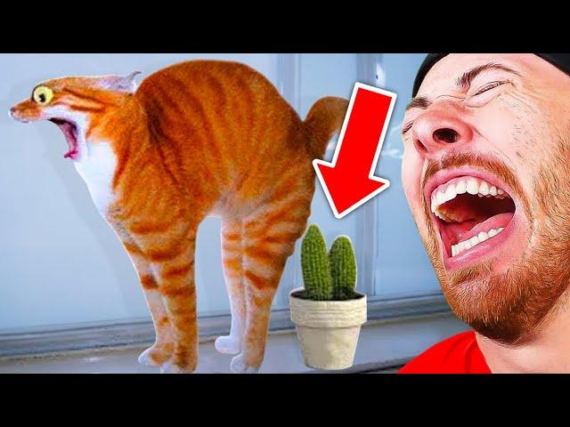 Funniest Animals On The Internet!