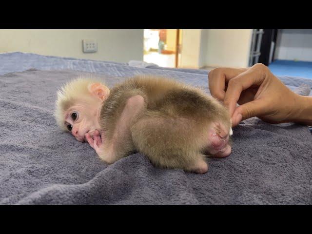 The mother takes care of the baby monkey's butt very carefully