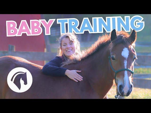 Easy Groundwork Exercises for Young Horses