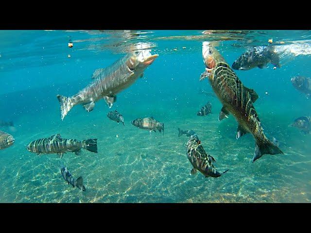 Underwater Brood Trout -- GIANT Trout Feeding in Crystal Clear Water