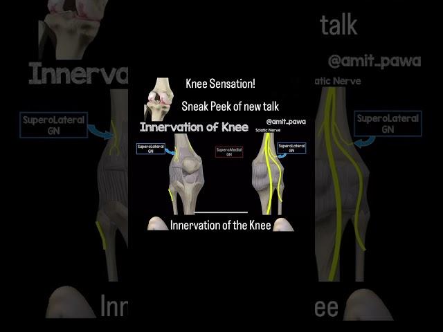 Innervation of the knee relevant to Knee Replacement Surgery