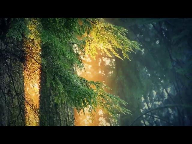 Relaxing Music for Stress Relief  Calm Celtic Music for Meditation, Healing Therapy, Sleep, Yoga 1