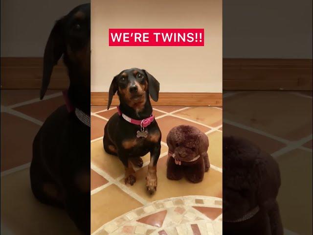 HELLO! WE’RE TWINS!  #tiktok #youtubeshorts #fyp #tiktokviral #shorts #we’retwins #lovegrows