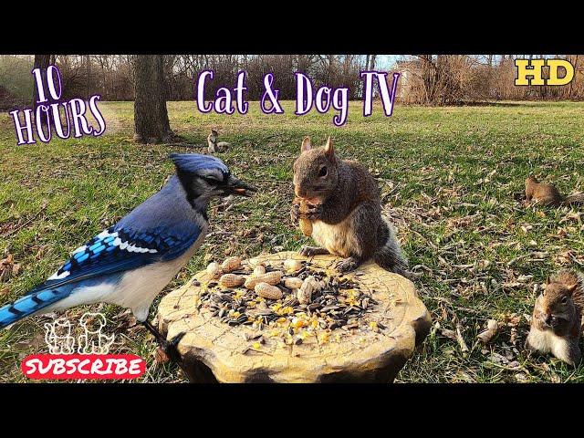 10-Hour Dog & Cat TV  | Squirrels, Bluejays, Cardinals, Chickadees & Titmice | 