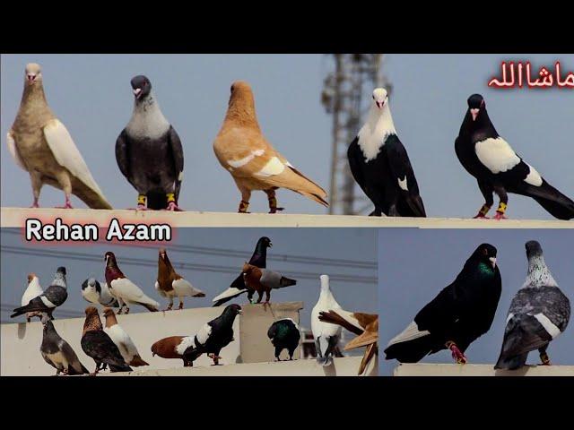 World Most Beautiful Fancy Pigeon | Hajji Mosa King | The King Of Pigeon | Kabootar