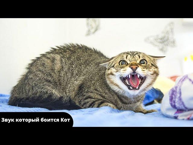 Ультразвук который пугает котов и кошек / Звук для кошек и собак. Раздражающие звуки