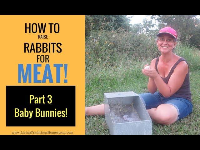 How To Raise Rabbits for Meat: Part 3 Caring for Baby Bunnies