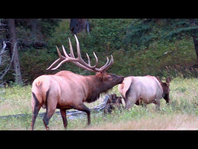 Awesome Bull Elk Herding Bugling and Chuckling During the Rut