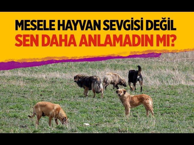 MESELE HAYVAN SEVGİSİ DEĞİL SEN DAHA ANLAMADIN MI? #MehmetÖzışık