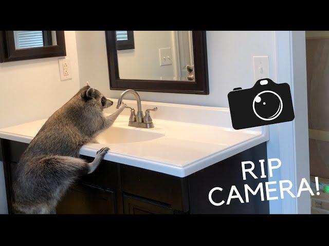 I leave my pet raccoon unattended for an hour!