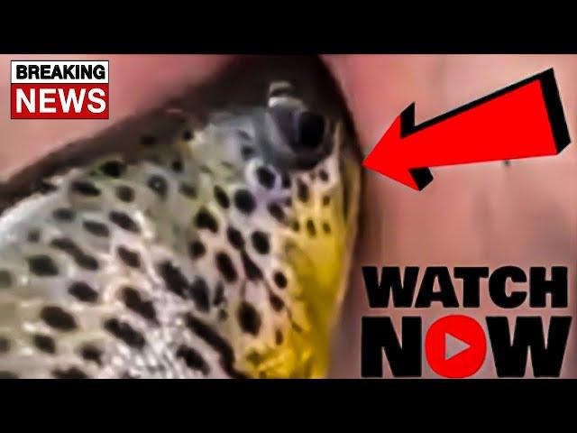 WHATCH 1 GIRL 1 TROUT, GIRL WITH TROUT VIDEO