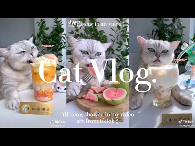 AMAZING CAT COOKING FOOD ASMR| TIKTOK COMPILATION