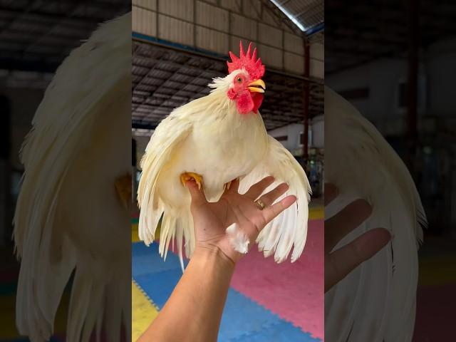 Mini rooster in Khmer #pets #birds #animals #rooster #roosters#chicken #shorts