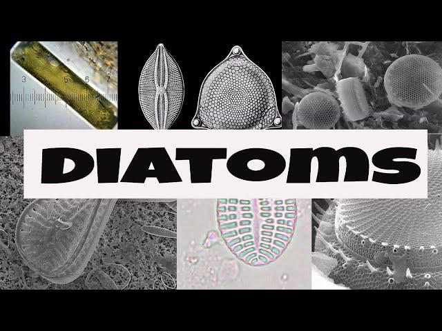 What are Diatoms?