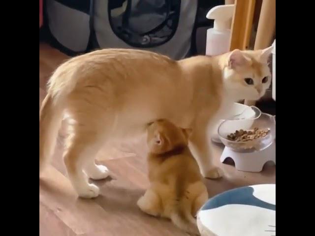 OMG So Cute ️ Funny Cats  and Dogs 2021 #21 #shorts  #catvideos  #cutecats