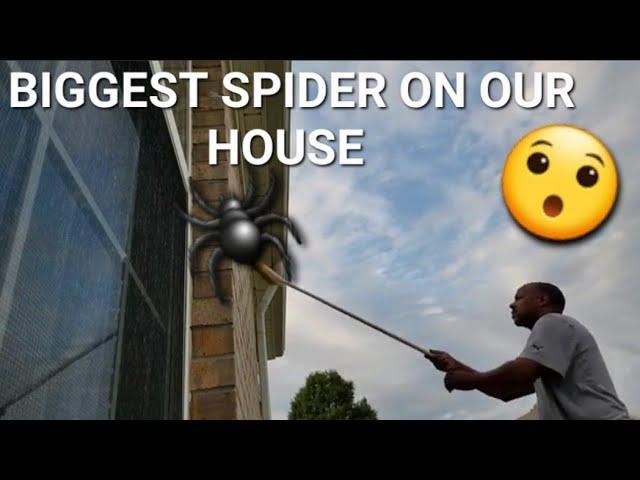 BIGGEST SPIDER ON OUR HOUSE High-priced ice cream IN THE U.S. VLOG 87.