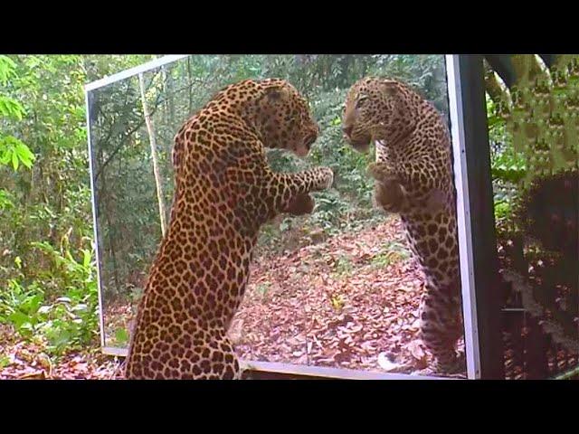 Animals Seeing Themselves For The First Time!