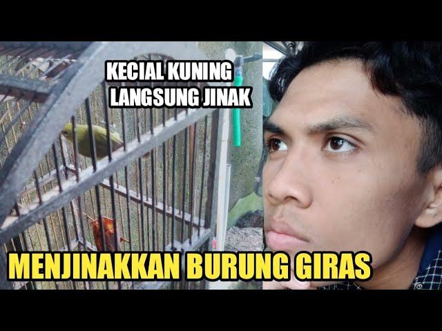 Pleci (KECIAL KUNING LOMBOK) Giras Bisa Jinak Dengan Perlakuan Ini