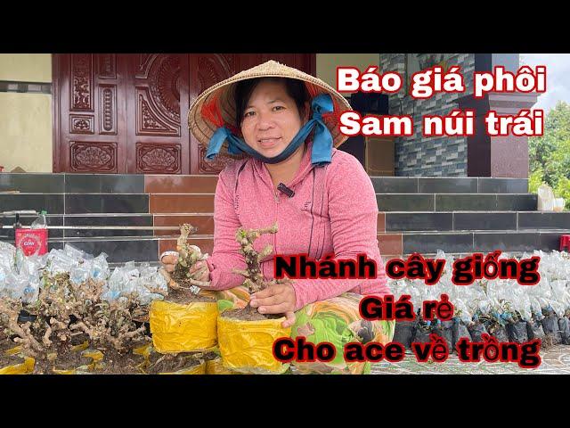 sam núi , báo giá phôi bonsai , nhánh sam giống | 0333821029 Chị Nhiên Chủ vườn