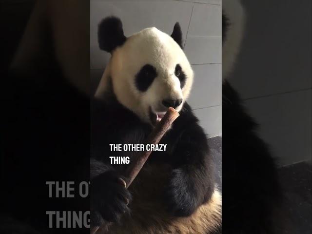 Watching a panda eat bamboo is so satisfying 