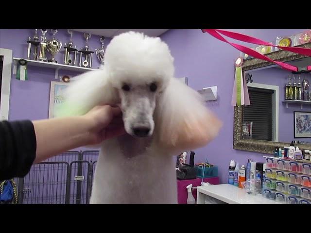 Poodle Face, Feet and Tail clipping