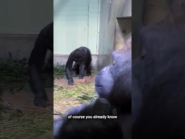 Tau kan mana yang jantan dan mana yang betina?  #hewanlucu #komedi #gorilla #vidiolucu