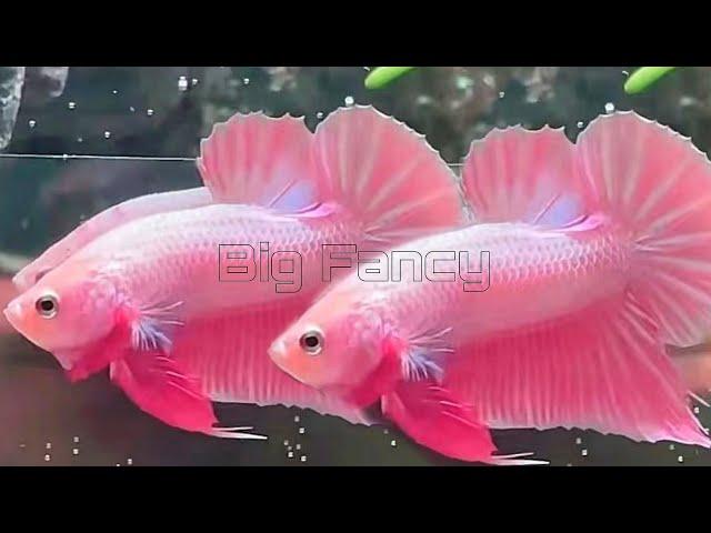 120"Most Beautiful Betta Fish: Stunning Colors & Gorgeous Betta Fish Tanks