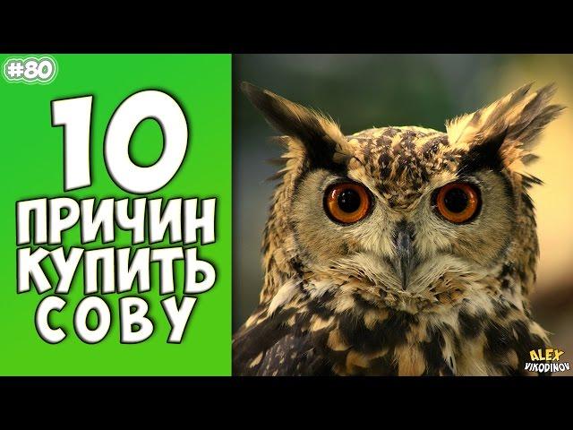 10 Reasons To Buy A Owl - Interesting facts!