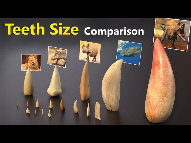 Teeth Size Comparison  | Animal | Mammal | Monster | Fictional character teeth