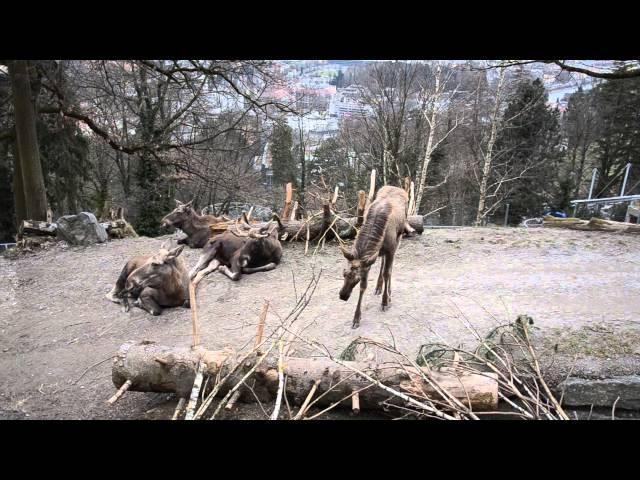 Cute moose resting in an Alpenzoo Innsbruck (Austria)