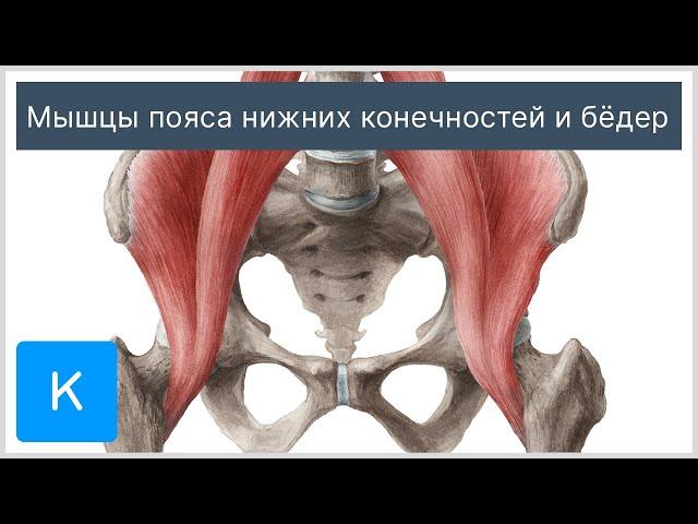 Мышцы пояса нижних конечностей и бёдер - Анатомия человека | Kenhub