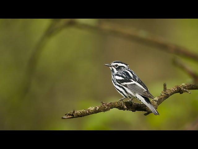 My Favorite Bird Photos and What They Looked Like Before Editing (2020)