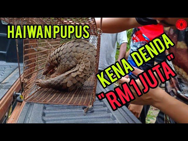 HAIWAN PUPUS | DENDA RM 1 JUTA | TOLONG LINDUNGI HAIWAN INI