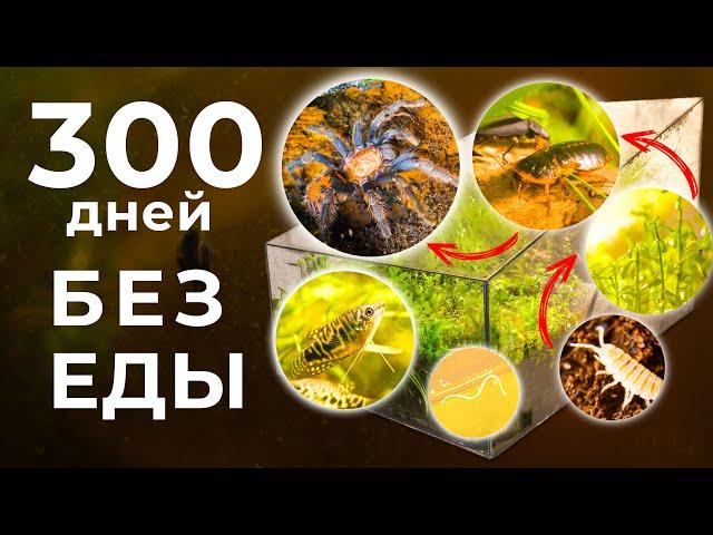 МЫ ЗАПЕЧАТАЛИ ОГРОМНЫЙ ТЕРРАРИУМ С ПАУКОМ И РЫБАМИ! МУРАВЬИ ОХОТЯТСЯ НА УЛИТОК!