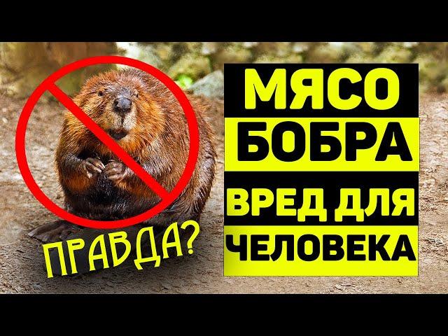 Can you eat beaver meat? IRREVERSIBLE HARM TO HUMAN HEALTH!?