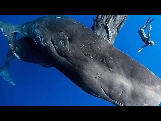 Blue Whale Bitten My Hand 8k Video UltraHD 120fps | 4k videos Ocean underwater footage 8k #shorts