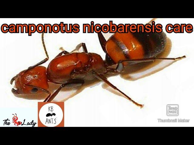 Camponotus Nicobarensis Care