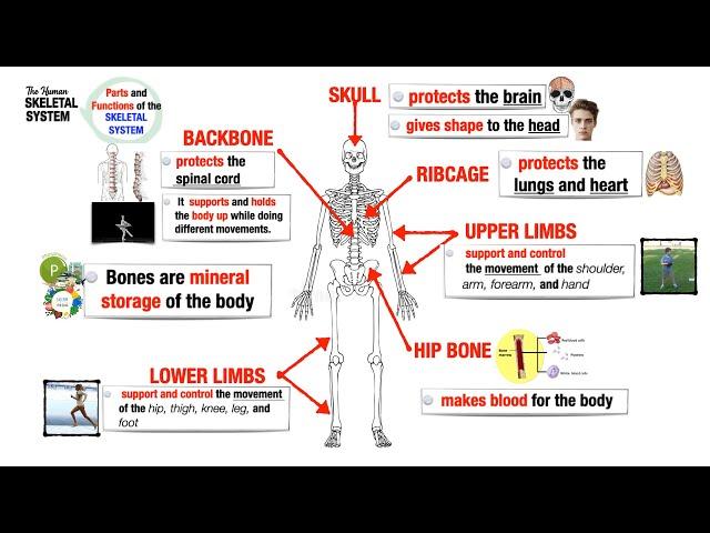 Skeletal System Parts and Functions